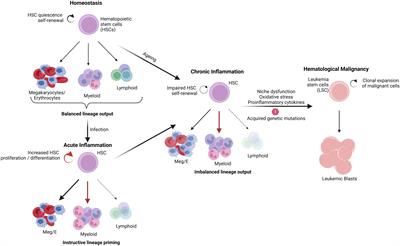 Inflammation as a driver of hematological malignancies